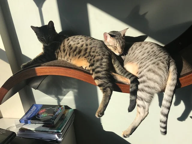 A1 Savannahs SBT Female Gwynn (Wagyu)