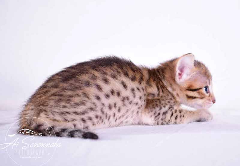 Camila - A1 Savannahs Female SBT Savannah Kitten - Savannah Cats and Kittens Available