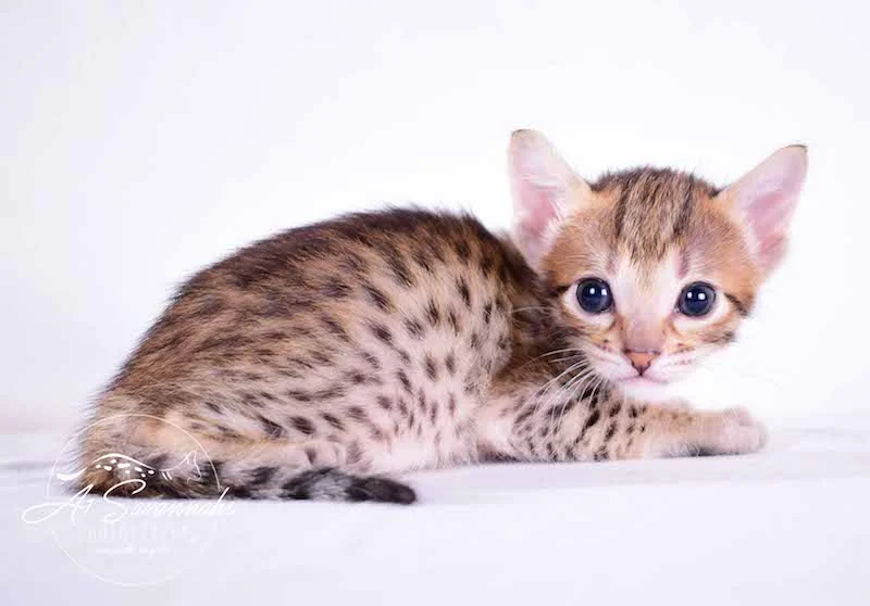 Camila - A1 Savannahs Female SBT Savannah Kitten - Savannah Cats and Kittens Available