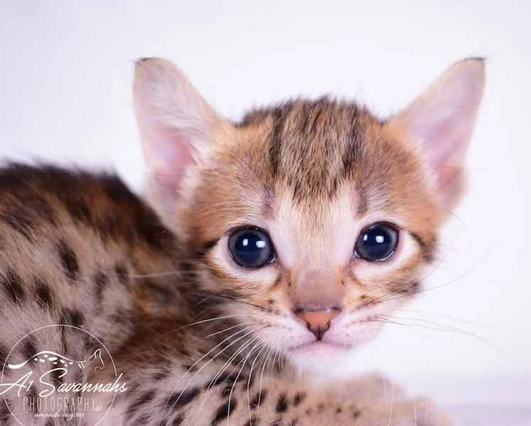 Camila - A1 Savannahs Female SBT Savannah Kitten - Savannah Cats and Kittens Available
