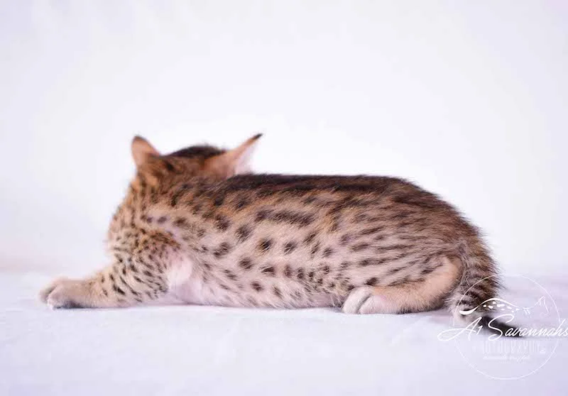 Camila - A1 Savannahs Female SBT Savannah Kitten - Savannah Cats and Kittens Available