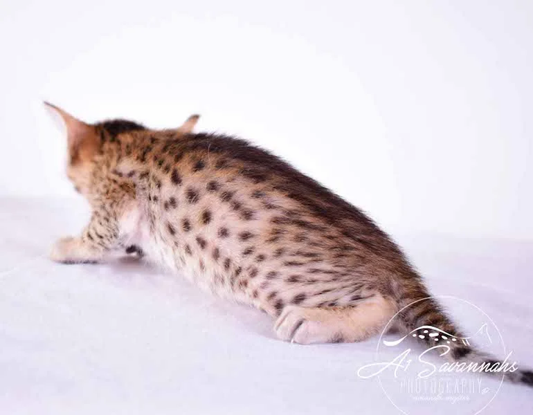 Camila - A1 Savannahs Female SBT Savannah Kitten - Savannah Cats and Kittens Available