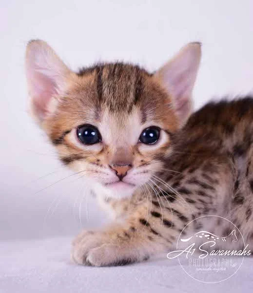 Camila - A1 Savannahs Female SBT Savannah Kitten - Savannah Cats and Kittens Available
