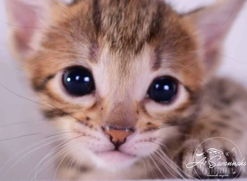 Camila - A1 Savannahs Female SBT Savannah Kitten - Savannah Cats and Kittens Available