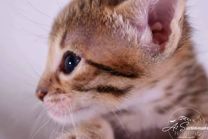 Camila - A1 Savannahs Female SBT Savannah Kitten - Savannah Cats and Kittens Available