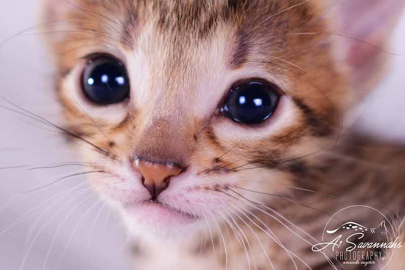 Camila - A1 Savannahs Female SBT Savannah Kitten - Savannah Cats and Kittens Available