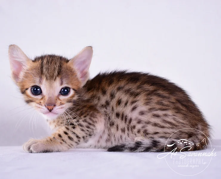 Camila - A1 Savannahs Female SBT Savannah Kitten - Savannah Cats and Kittens Available