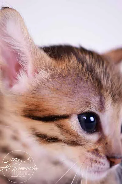Camila - A1 Savannahs Female SBT Savannah Kitten - Savannah Cats and Kittens Available