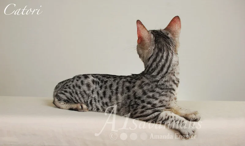 A1Savannahs Catori SBT Female Savannah Kitten