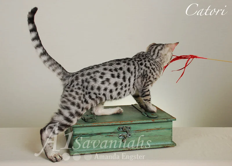A1Savannahs Catori SBT Female Savannah Kitten