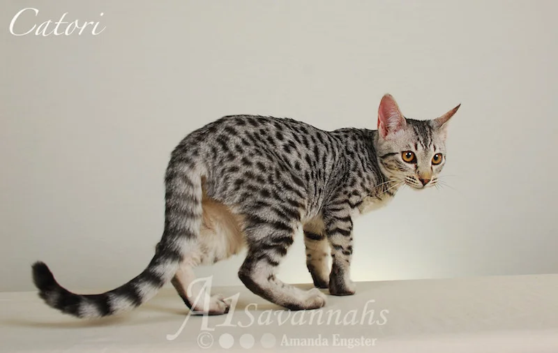 A1Savannahs Catori SBT Female Savannah Kitten
