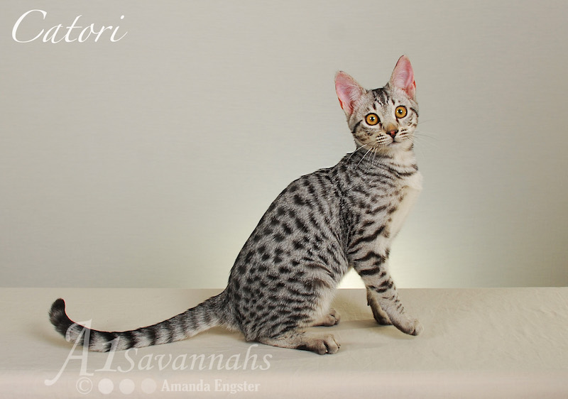 A1Savannahs Catori SBT Female Savannah Kitten