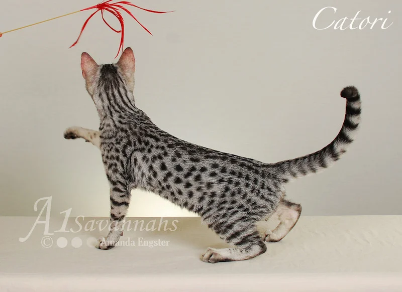 A1Savannahs Catori SBT Female Savannah Kitten