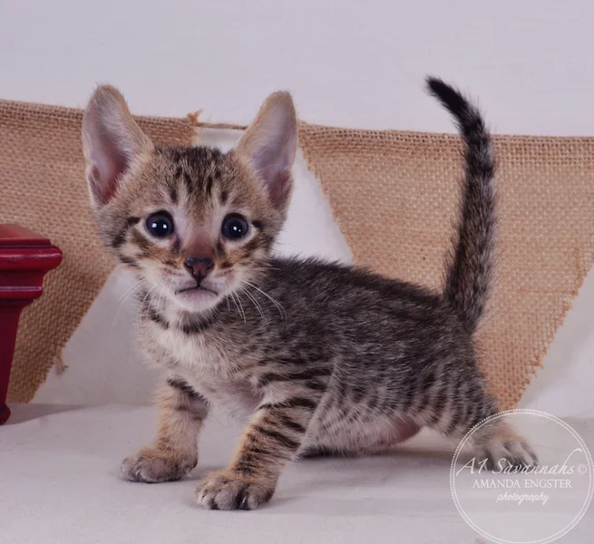 A1Savannahs Aldo F5 Male Savannah Kitten
