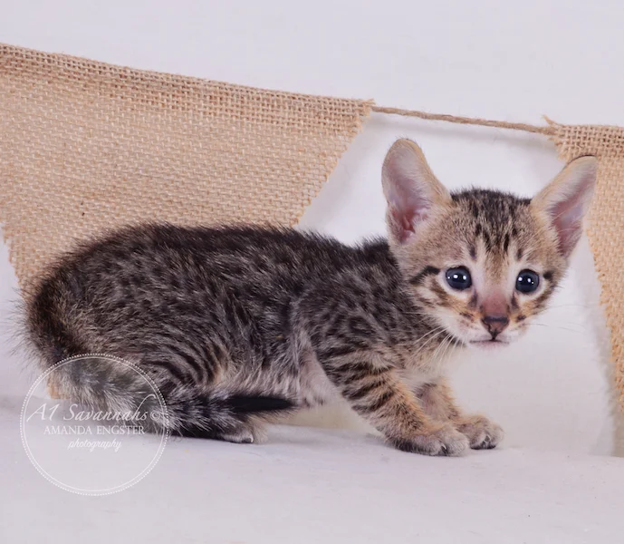 A1Savannahs Aldo F5 Male Savannah Kitten