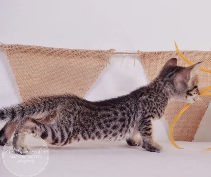 A1Savannahs Aldo F5 Male Savannah Kitten