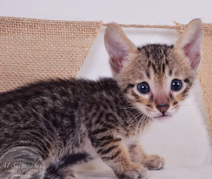 A1Savannahs Aldo F5 Male Savannah Kitten