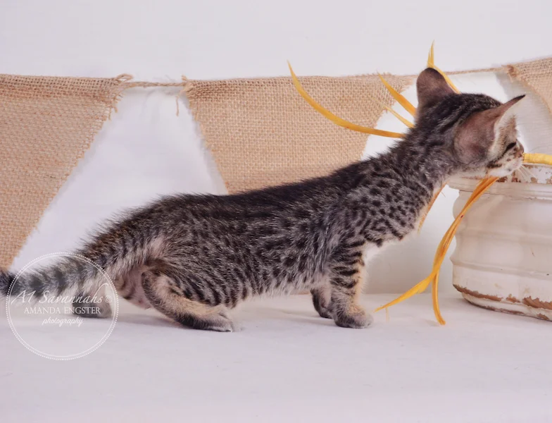 A1Savannahs Aldo F5 Male Savannah Kitten