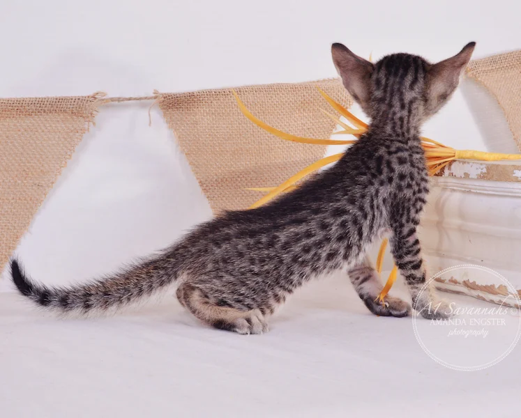 A1Savannahs Aldo F5 Male Savannah Kitten