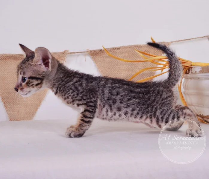 A1Savannahs Aldo F5 Male Savannah Kitten