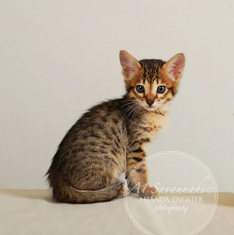 A1Savannahs Eden SBT Male Savannah Kitten