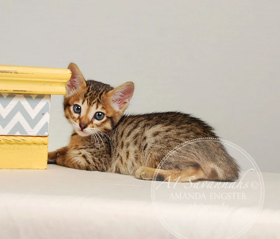 A1Savannahs Eden SBT Male Savannah Kitten