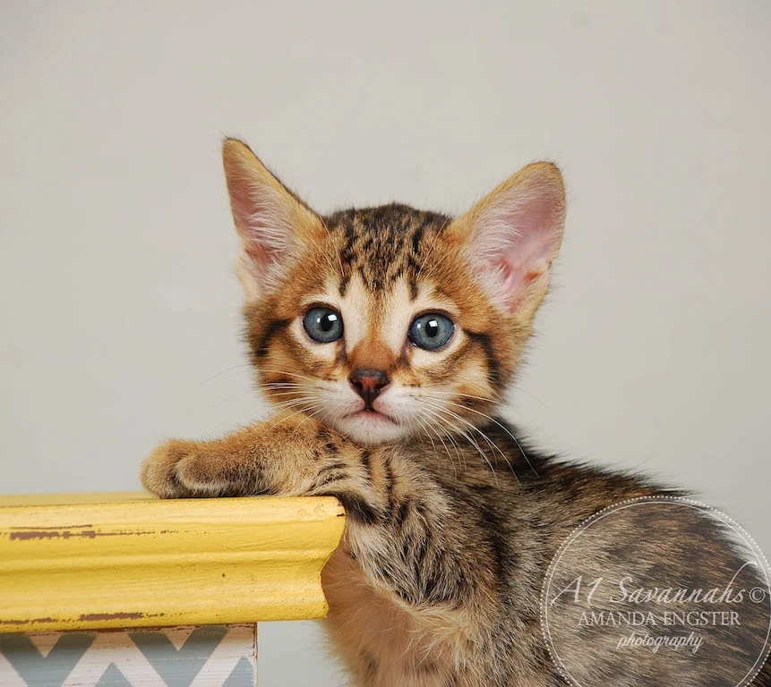 A1Savannahs Eden SBT Male Savannah Kitten