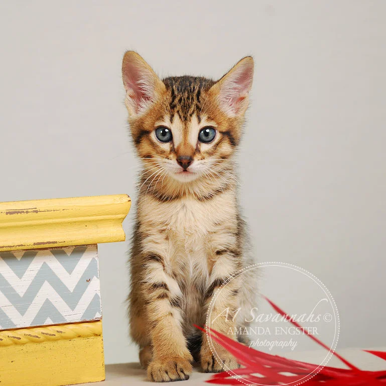 A1Savannahs Eden SBT Male Savannah Kitten