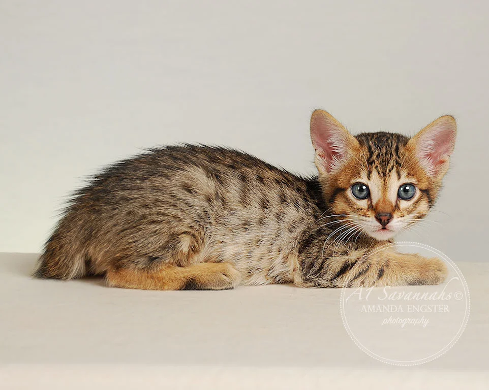 A1Savannahs Eden SBT Male Savannah Kitten
