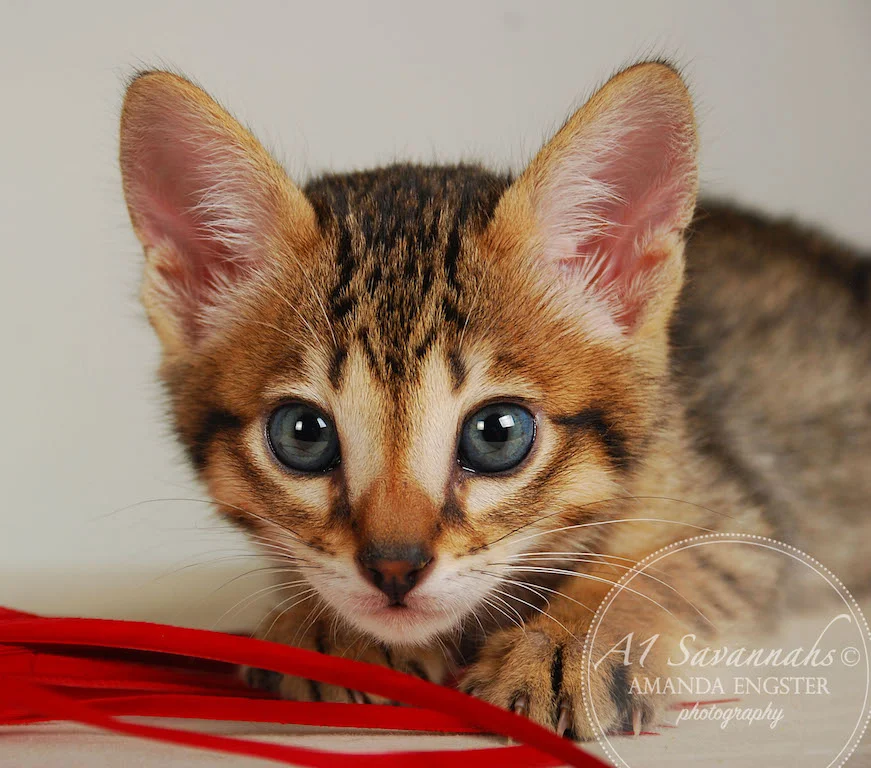 A1Savannahs Eden SBT Male Savannah Kitten