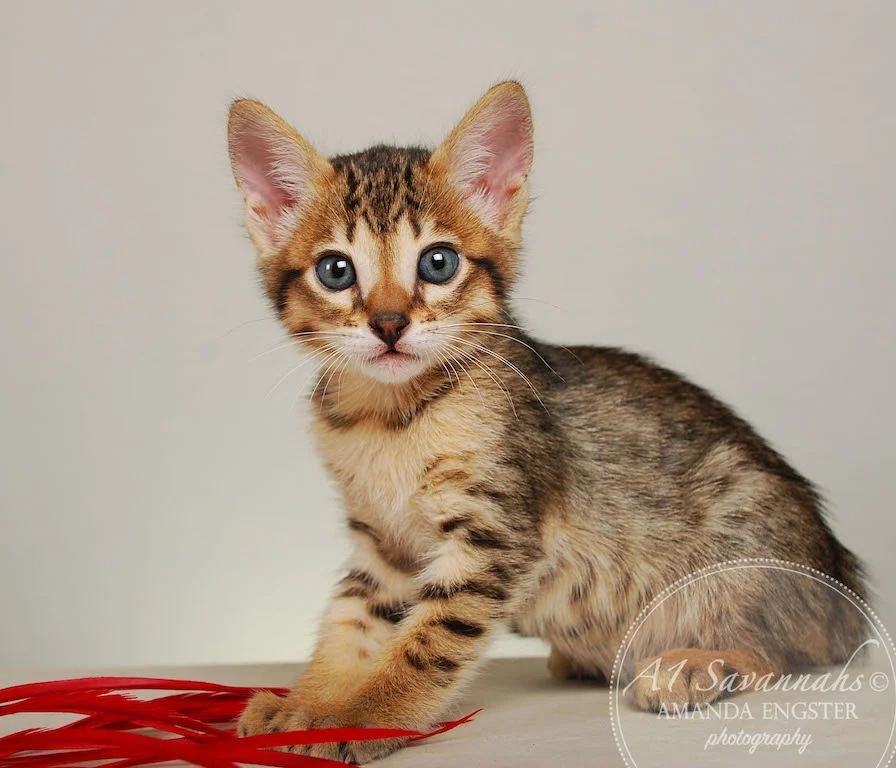 A1Savannahs Eden SBT Male Savannah Kitten