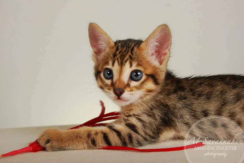 A1Savannahs Eden SBT Male Savannah Kitten