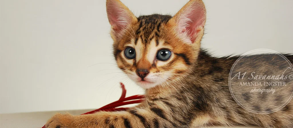 A1Savannahs Eden SBT Male Savannah Kitten