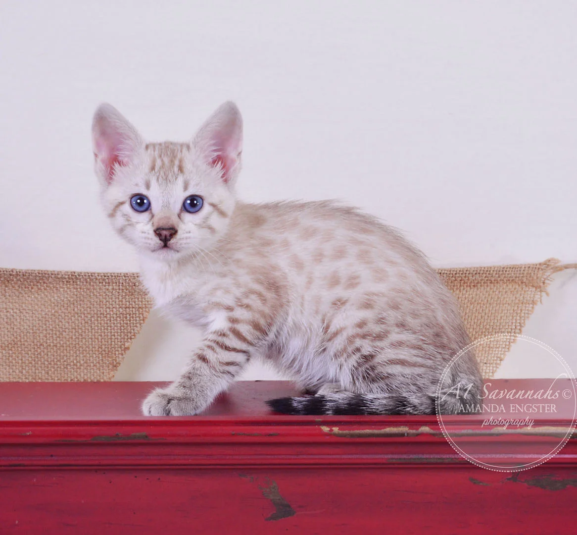 A1Savannahs Sasha F3 Female Savannah Kitten