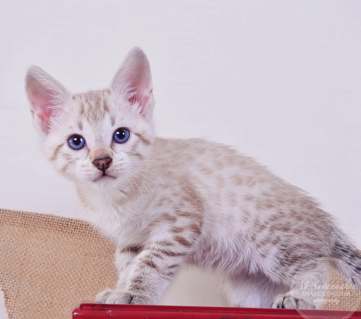 A1Savannahs Sasha F3 Female Savannah Kitten