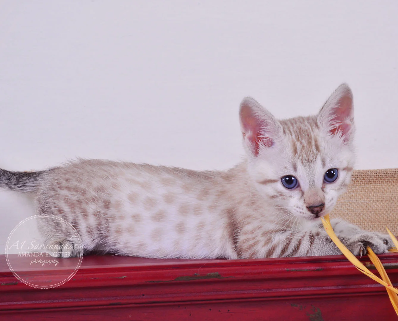 A1Savannahs Sasha F3 Female Savannah Kitten
