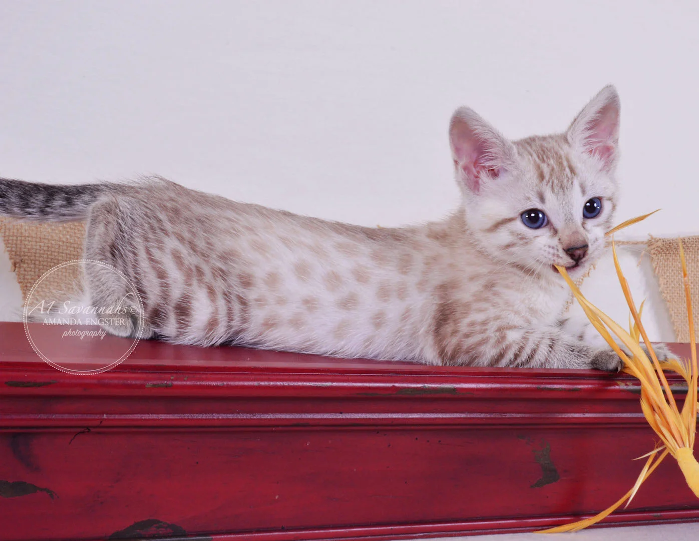 A1Savannahs Sasha F3 Female Savannah Kitten