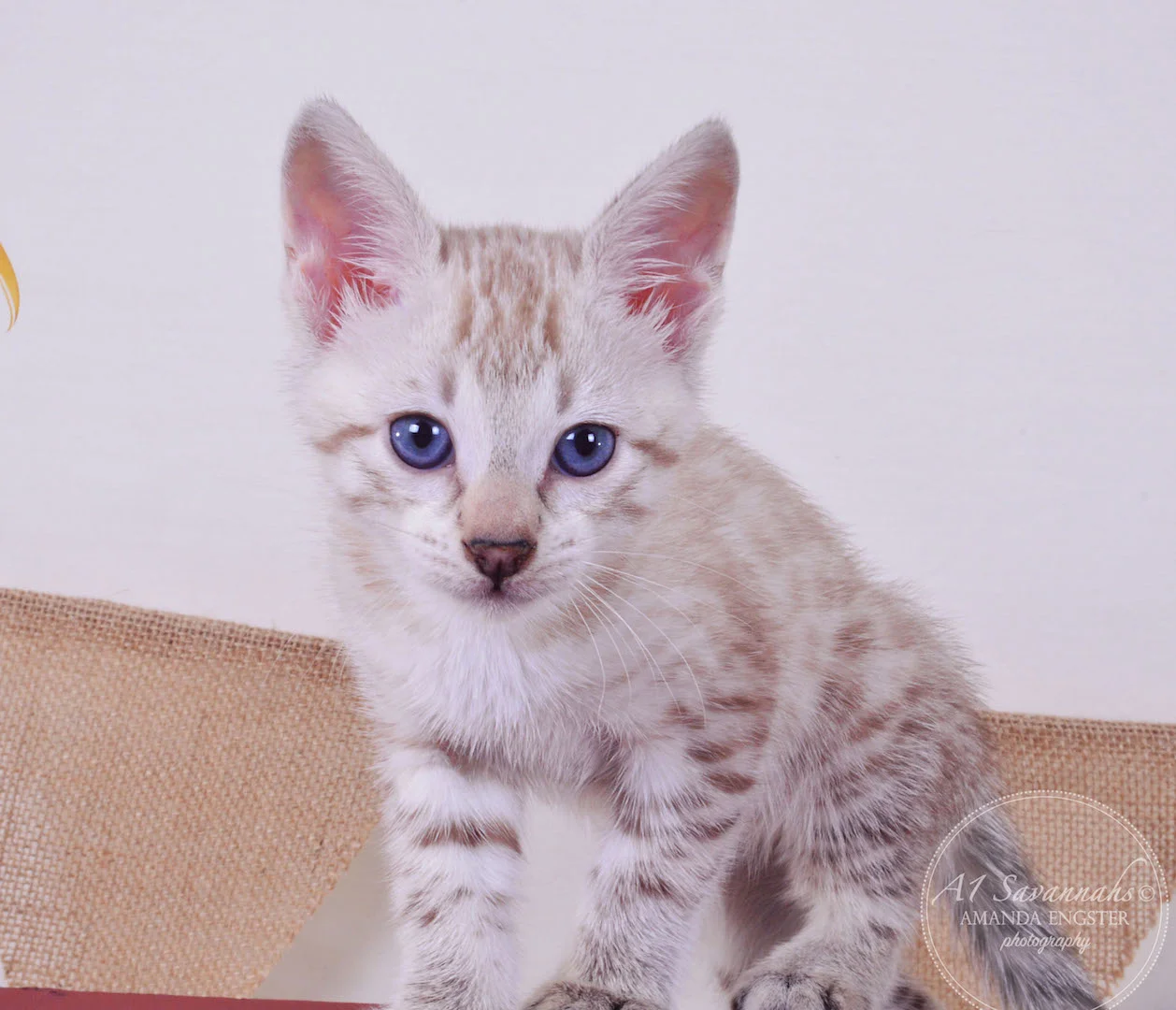 A1Savannahs Sasha F3 Female Savannah Kitten