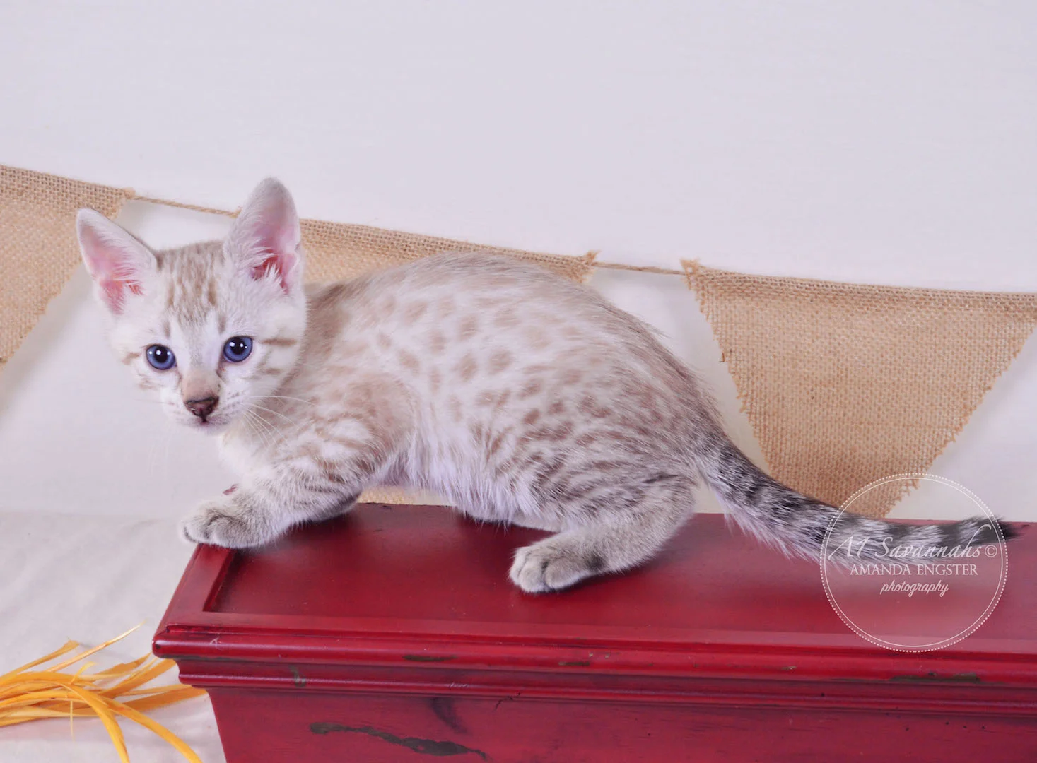 A1Savannahs Sasha F3 Female Savannah Kitten