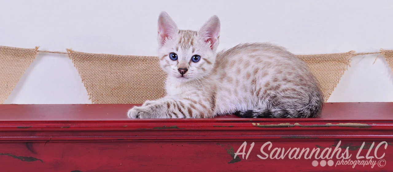A1Savannahs Sasha F3 Female Savannah Kitten
