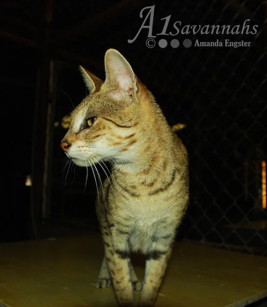 A1Savannahs Bijou F3 Female Savannah