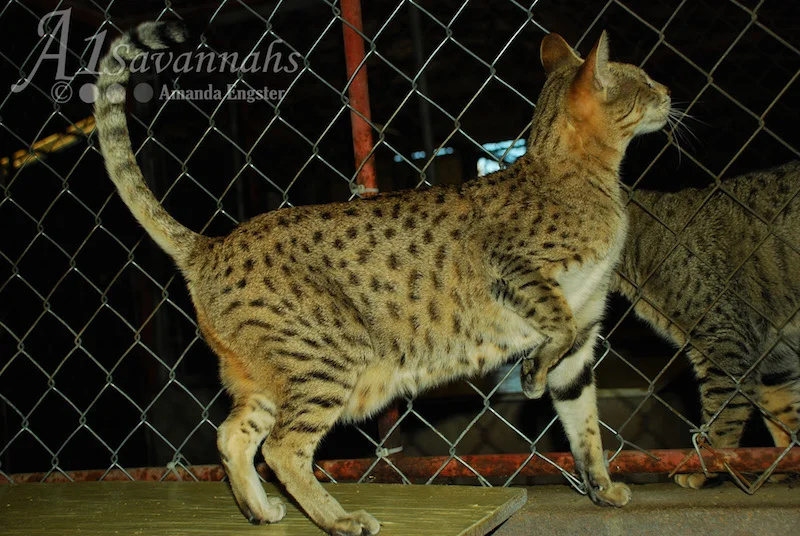 A1Savannahs Bijou F3 Female Savannah