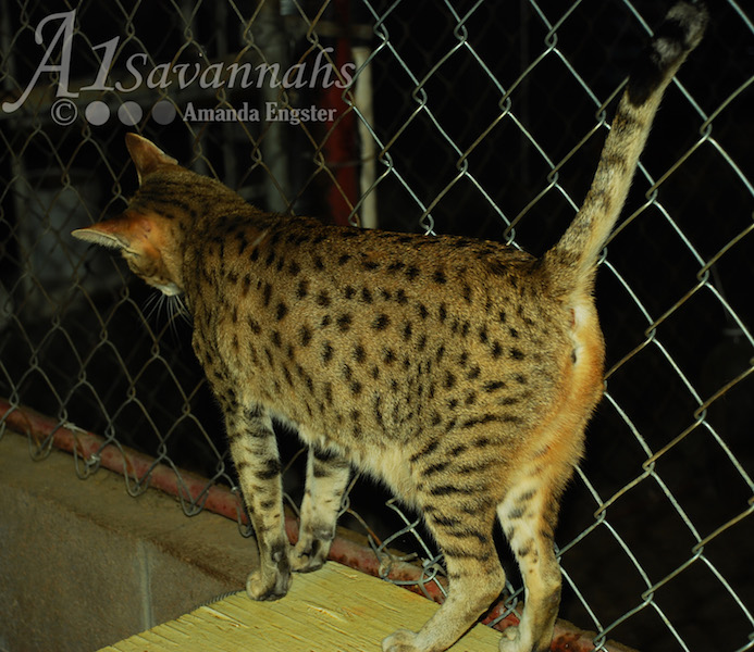 A1Savannahs Bijou F3 Female Savannah
