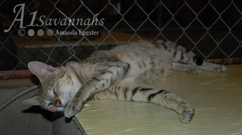 A1Savannahs Bijou F3 Female Savannah