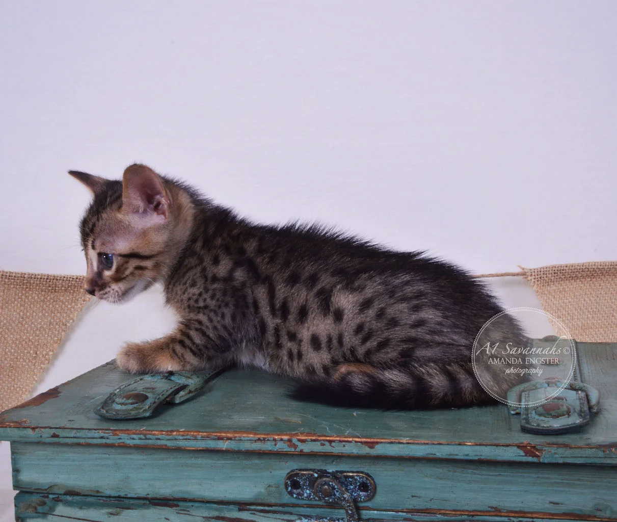 A1Savannahs Abbot F4 Male Savannah Kitten