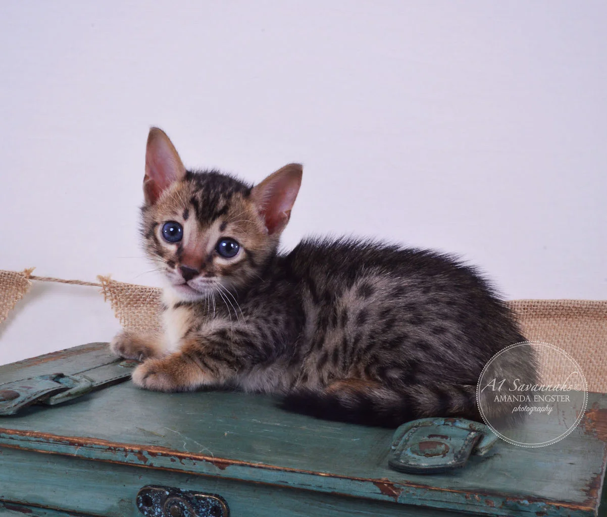 A1Savannahs Abbot F4 Male Savannah Kitten