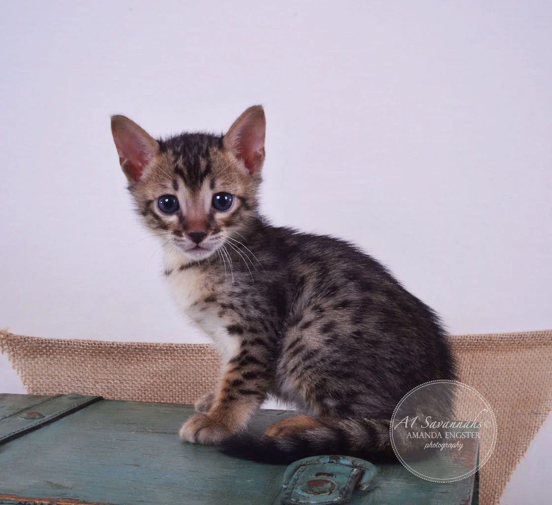A1Savannahs Abbot F4 Male Savannah Kitten