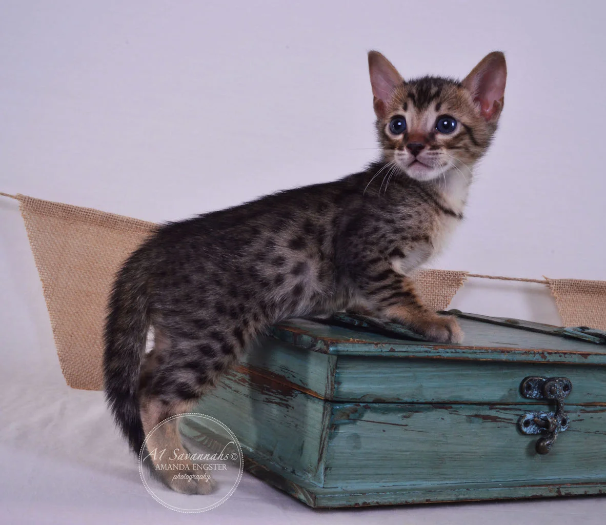 A1Savannahs Abbot F4 Male Savannah Kitten