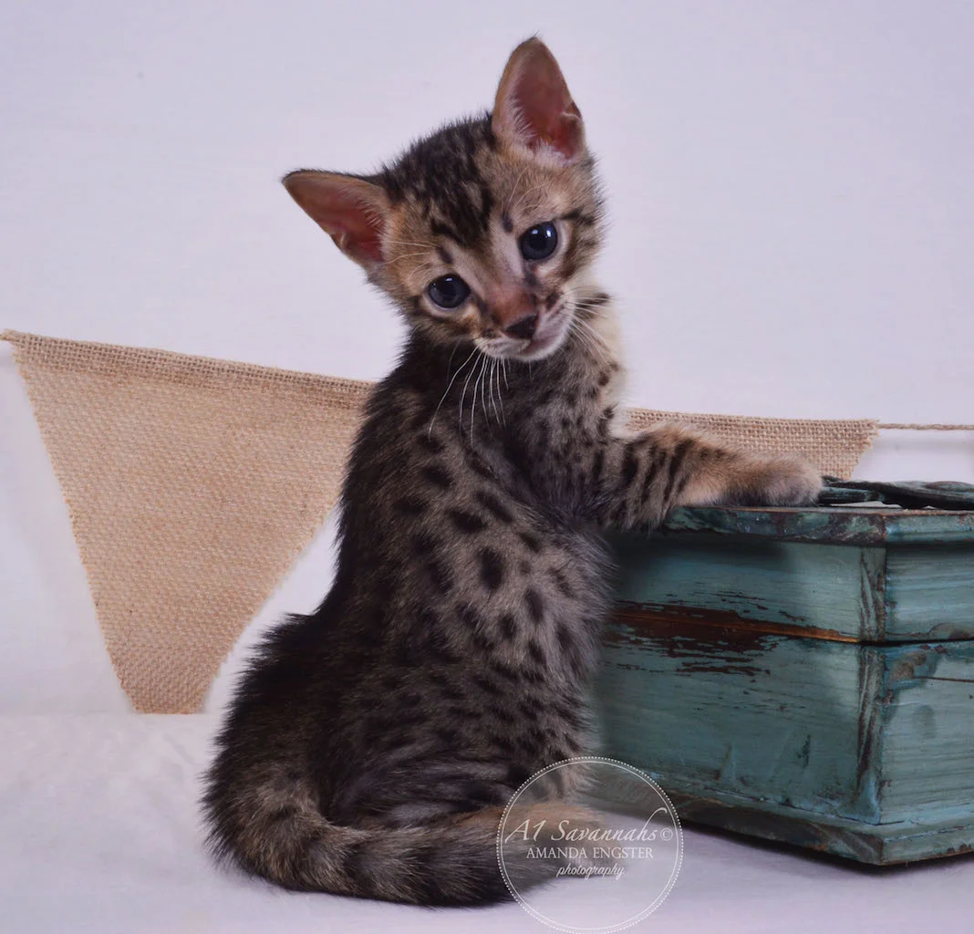 A1Savannahs Abbot F4 Male Savannah Kitten