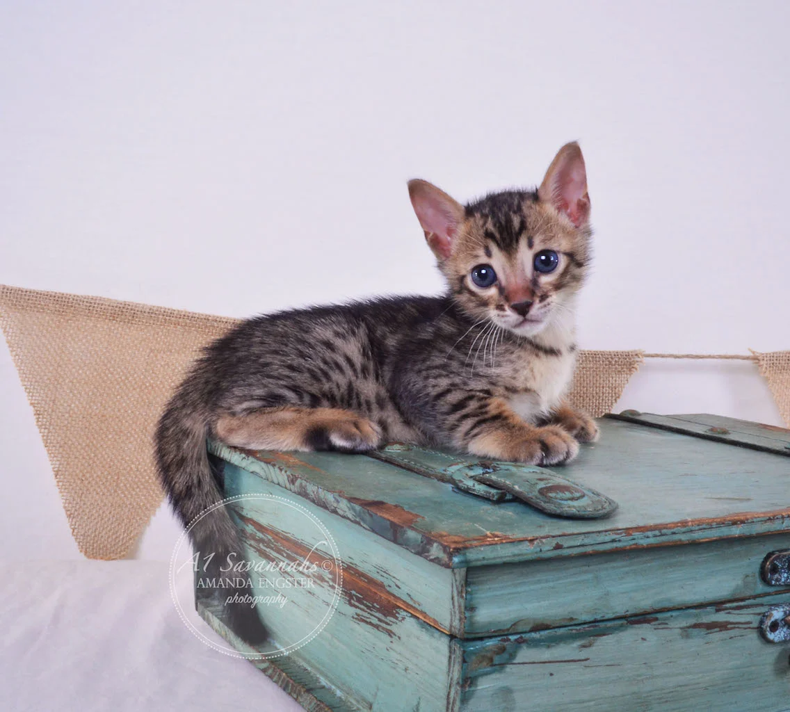 A1Savannahs Abbot F4 Male Savannah Kitten